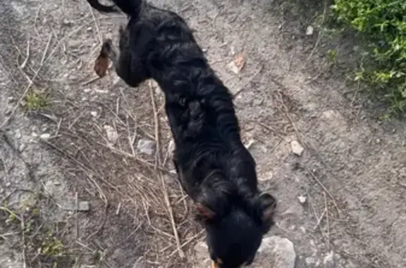 Найдена собака, Тульская область, фото: Найдена собака, Богучаровское с.п., Тула