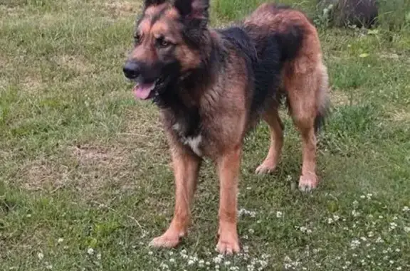Собаки потеряшки, , фото: Потеряшка собака в Кипревском поселении