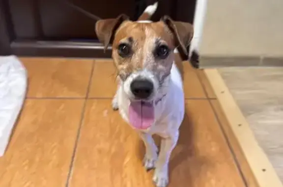 Найденные животные Тула, фото: Собака найдена: ул. Калинина, 79А, Тула