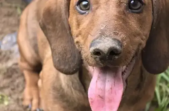 Собаки потеряшки, , фото: Потеряшка такса, Луговая 56, Корытово