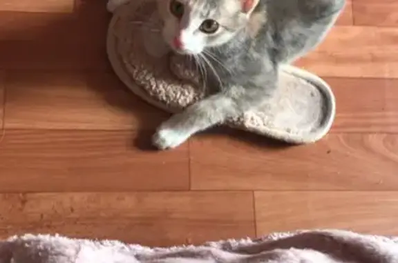 Кошки потеряшки, Химки, фото: Потеряшка кошка на Пролетарской 5, Химки