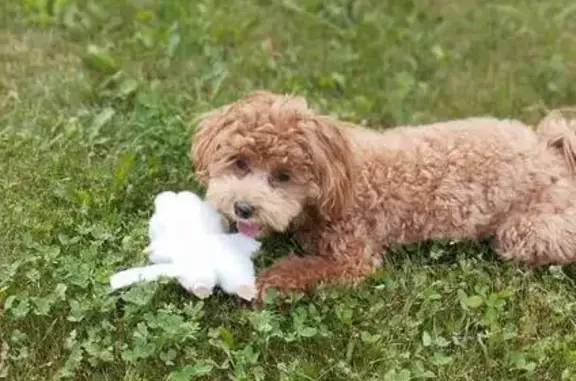 Собака найдена: ул. Надежды, 73, Домодедово