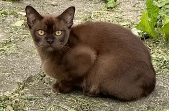 Пропала кошка, Волжский пер., 5, Дмитров