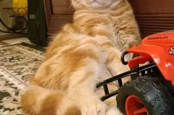 Кошки потеряшки, Ульяновск, фото: Потеряшка кот Персик, Рябикова 9, Ульяновск