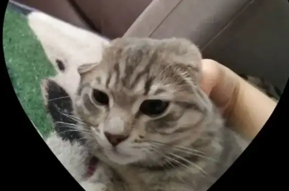 Кошки потеряшки, Кыштым, фото: Потеряшка серая кошка, ул. Образцова, 2