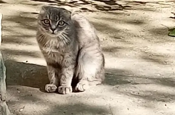 Найдена кошка, Симферополь, фото: Кошка найдена: Киевская 110, Симферополь