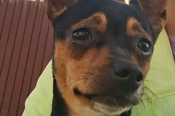 Собаки потеряшки, Чита, фото: Потеряшка собака, 50 Чита