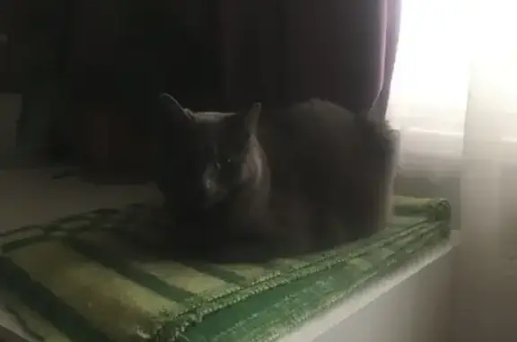 Пропала кошка, ул. Маршала Захарова