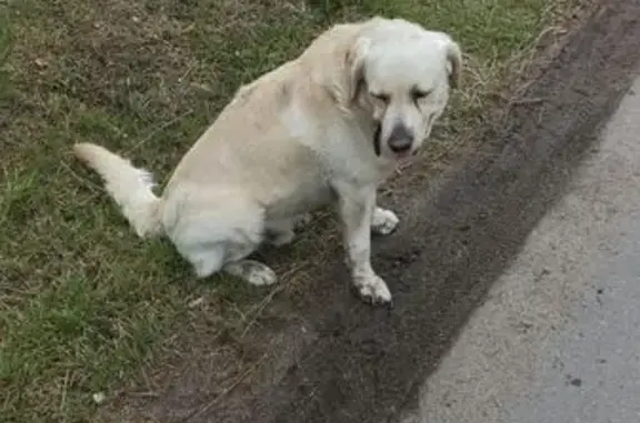 Лабрадор найден у ост. 