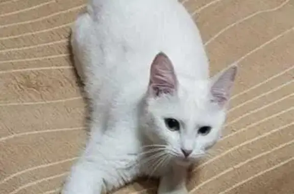 Кошки потеряшки, Курск, фото: Потеряшка кошка, Светлый проезд, 4А