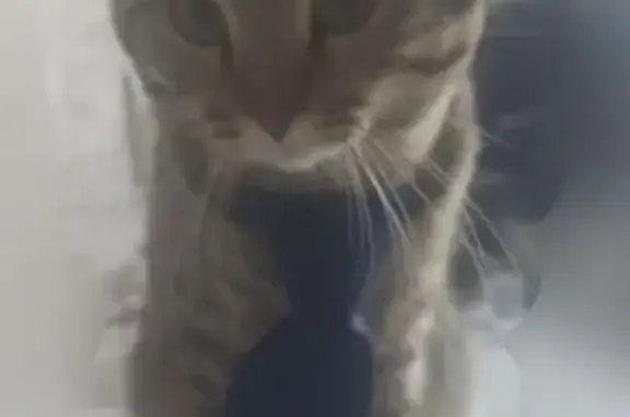 Кошки потеряшки, Вологда, фото: Потеряшка кошка, Ярославская 21, Вологда