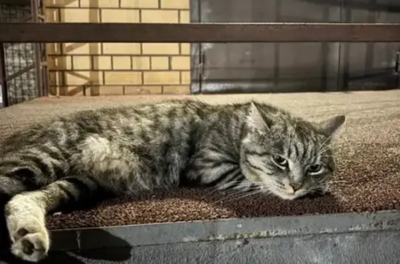 Найдена кошка, Октябрьский (Московская обл.) (Москва и Московская обл.), фото: Кошка найдена на Клинова, 4, Октябрьский