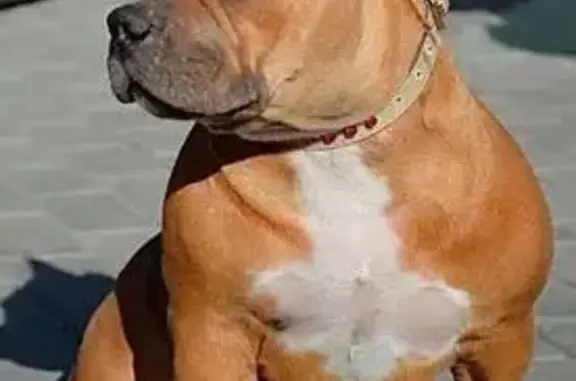 Собаки потеряшки, Уфа, фото: Потеряшка собака, Уфа, Верхнеторг. пл., 3