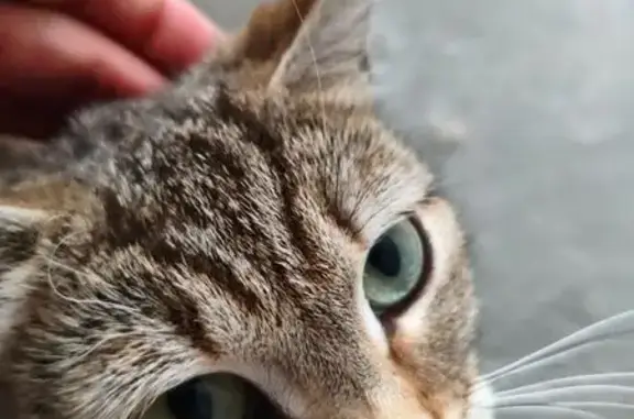 Найдена кошка, Ульяновск, фото: Кошка найдена на Хрустальной ул., Ульяновск