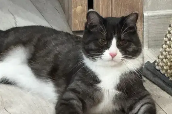 Кошки потеряшки, Ноябрьск, фото: Потеряшка кошка, ул. Муравленко 15Б, Ноябрьск