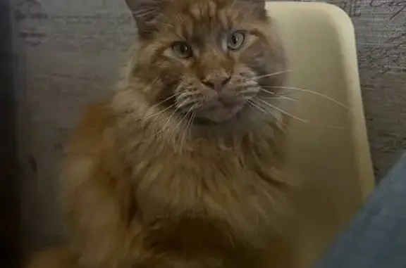 Кошки потеряшки, Верхний Бирагзанг, фото: Потеряшка кошка, Партизанская ул., Верхний Бирагзанг