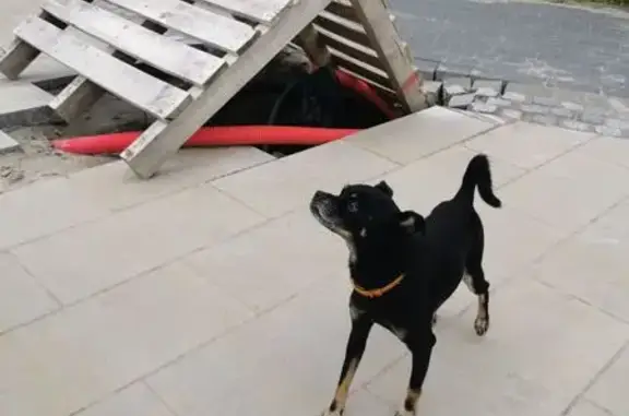 Черный пес найден на променаде, Зеленоградск