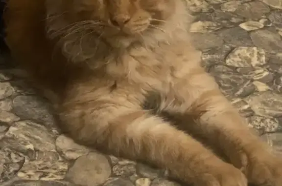 Кошки потеряшки, Новокузнецк, фото: Потеряшка рыжий кот, Горьковская 49, Новокузнецк