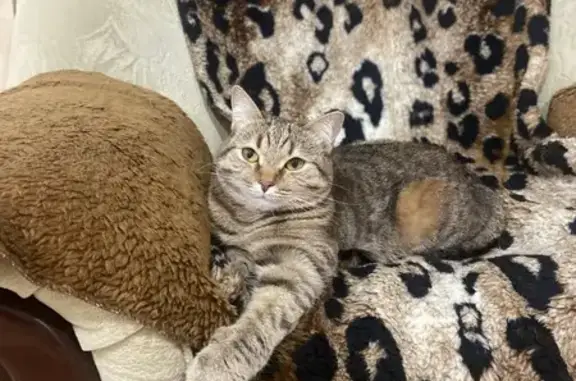 Кошки потеряшки, , фото: Потеряшка кошка, Ильинская ул., Афанасово