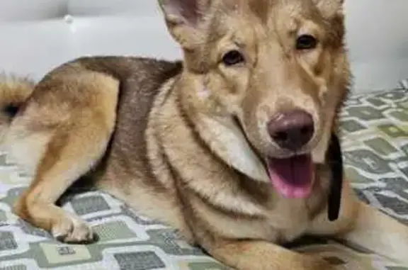 Пропала собака на Вишнёвой, 10, Раевский