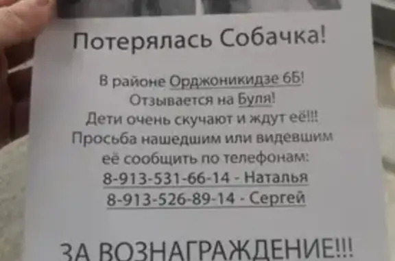 Собаки потеряшки, Норильск, фото: Потеряшка собака, Ленинский пр., 40 к1, Норильск