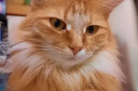Пропала кошка, Вокзальная ул., 4, Тверь