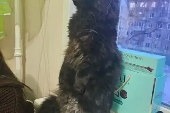 Кошки потеряшки, Северодвинск, фото: Потеряшка кошка, Железнодорожная 17, С-двинск