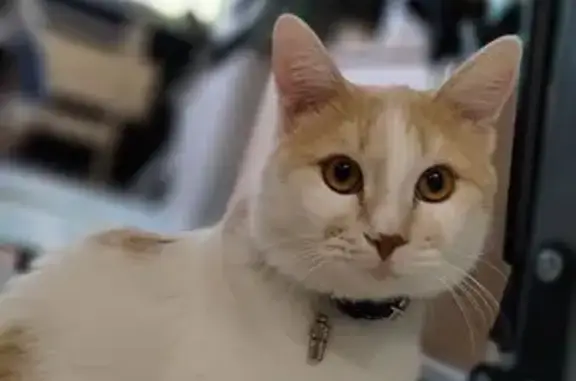 Кошки потеряшки, Ростовская область, фото: Потеряшка кошка, Романовское, Ростовская обл.