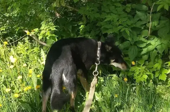 Собаки потеряшки, Сокол, фото: Потеряшка собака в районе Ивково, Сокол