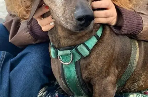 Собаки потеряшки, Московская область, фото: Потеряшка такса, Волоколамский район