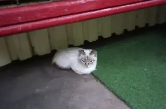 Кошка найдена у Каштановая аллея, к915