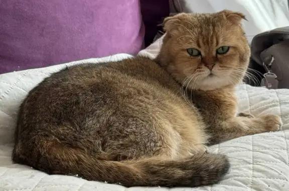Кошки потеряшки, Малаховка, фото: Потеряшка кот, ул. Красная Змеёвка, 20