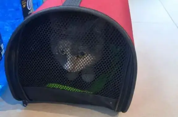 Найдена кошка, Вологда, фото: Кошка найдена, Северная ул. 4А, Вологда