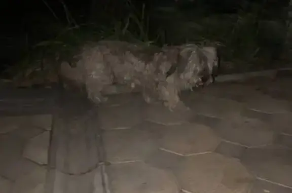 Собака найдена на Белорусской, 84/41