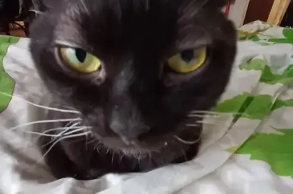 Объявления о пропавших и найденных животных, Нижний Новгород, фото: Пропала кошка, Бекетова 90, Нижний Новгород