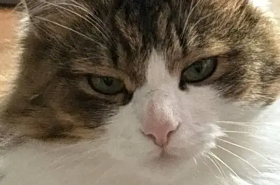 Пропала кошка, Белорецкий пер., Учалы