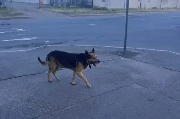 Собака у Ярослава Гашека 30/5, бегает.