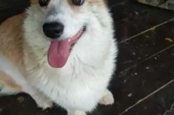 Найдена собака, Московская область, фото: Собака найдена в д. Рогово, Серпухов