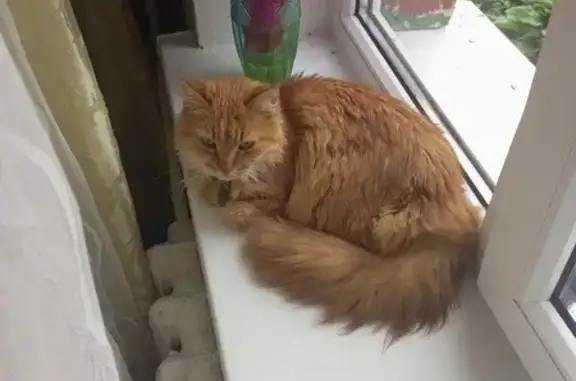 Пропала кошка, Советская ул. 18, Светлый - photo