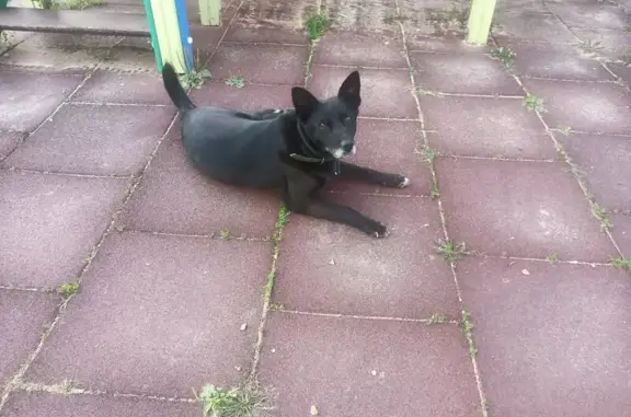 Собака найдена на Кочкуровской улице, Саранск