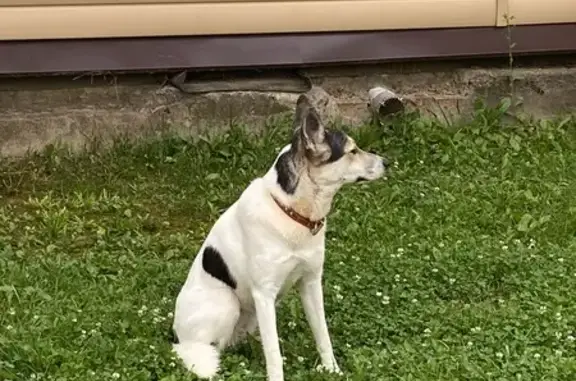 Найдена собака, Трубино, фото: Найдена собака на Лесной 37, Трубино