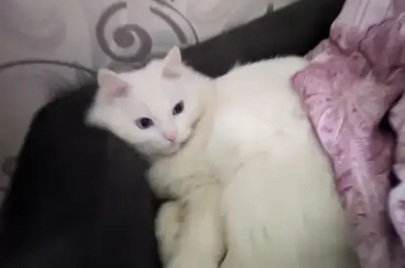 Потерянные животные Самара, фото: Пропал кот, ул. Красных Коммунаров, 24