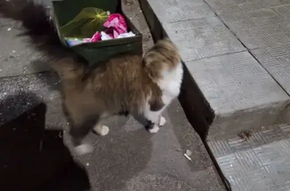 Кошка найдена у ул. Гагарина, 6, Чебоксары