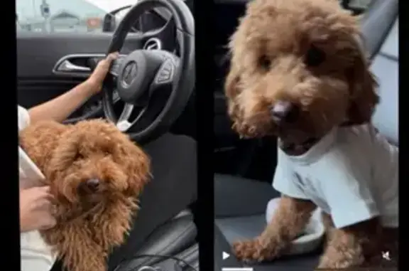 Собаки потеряшки, , фото: Потеряшка той-пудель Арти, Дзержинск, Речное ш.