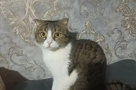 Кошки потеряшки, Астрахань, фото: Потеряшка кошка, Чехова 34, Астрахань