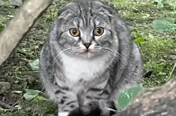 Кошка найдена на Богатырском проспекте