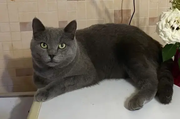 Кошки потеряшки, Луганск, фото: Потеряшка кошка, Луганск, ул. Тома Мунні