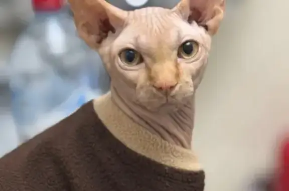 Кошки потеряшки, Дубовое, фото: Потеряшка сфинкс, Таврово 7, ул. Рубиновая