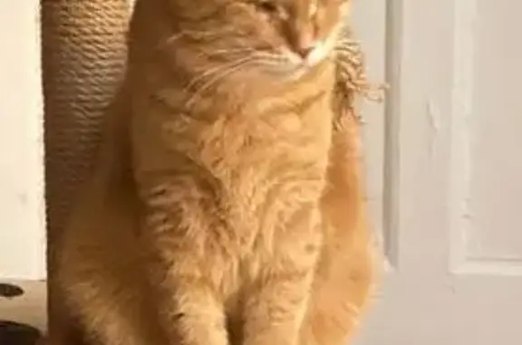 Кошки потеряшки, Калуга, фото: Потеряшка рыжий кот, ул. Рылеева 44, Калуга