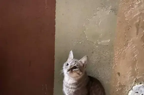 Кошка у общежития КФУ, Пушкина 32, Казань